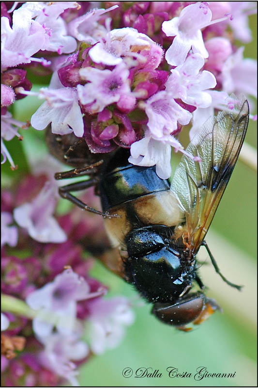 Ragno con preda: Xysticus (?)